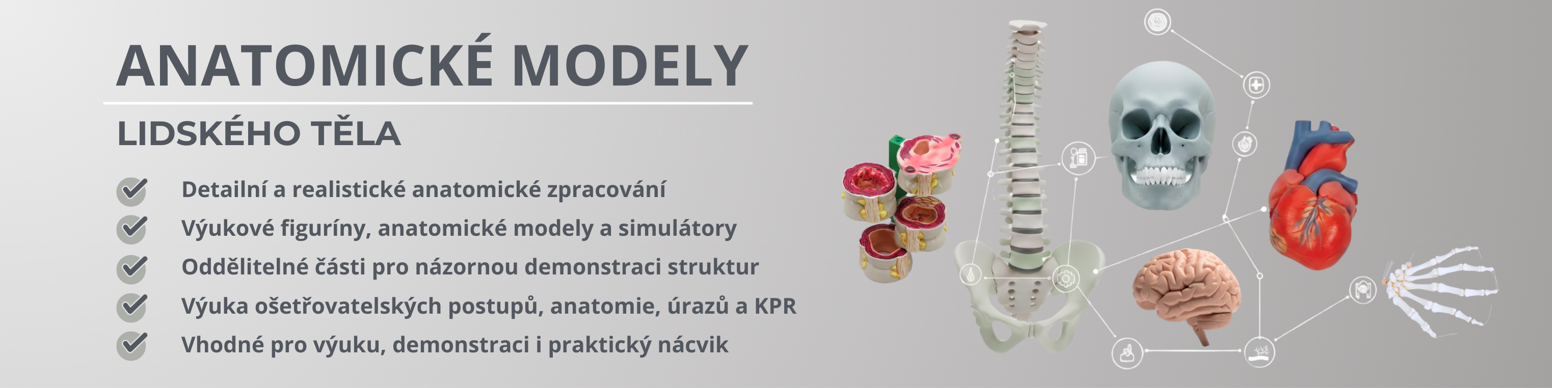 Anatomické modely